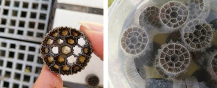 Moving Bed Biofilm Reactor
